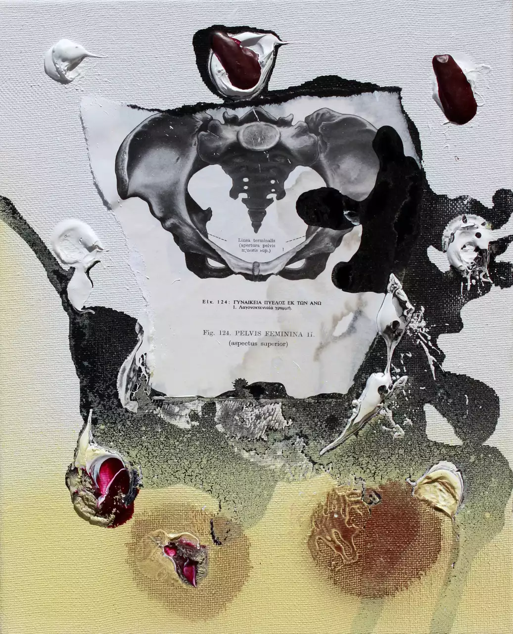 Pelvis feminina aspectus superior by Merita Koskimies